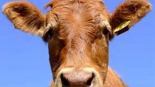 FOR KIDS: FARM ANIMALS AND WILD ANIMALS IN ACTION Full Movie 2014