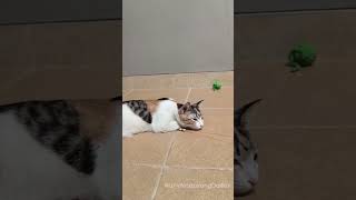 Cat Plays Lazily At