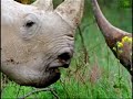 rhino