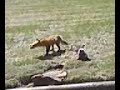 Fox family in my neighborhood - unafraid of people! Fox family in my neighborhood - unafraid of people!