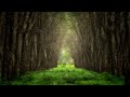 "The Old Tree" • Peder B. Helland 'dan Rahatlatıcı Arp Müziği