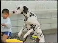 dogs