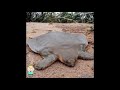 صور حيوانات عجيبة وغريبة