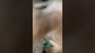 Kitten Pouncing