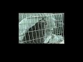 talking animal