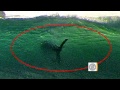 Giant Shark Off San Diego Shore images Giant Shark Off San Diego Shore