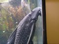 Big Ed the plecostomus