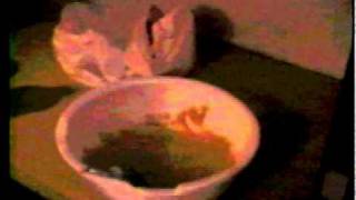 Watch Warlock Pinchers James Dean video