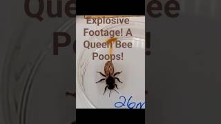 Explosive Footage A Queen Bee Poops Short