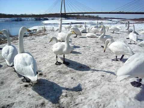 09年3月4日　北海道十勝川温泉　ハクチョウ飛来地です。