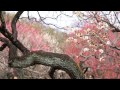 横浜大倉山公園 観梅会～筝と尺八、メジロと梅にひなまつり