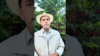 Você Sabe O Custo De Uma Lavoura De Café?