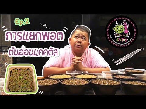SUANSANOOK CACTUS// ep.2 การแยกพอต ต้นอ่อนแคคตัส