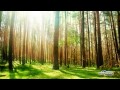 Forest Sounds With Singing Birds, Buzzing Bees and a Gentle Breeze - Full 60 Minute Soundscape