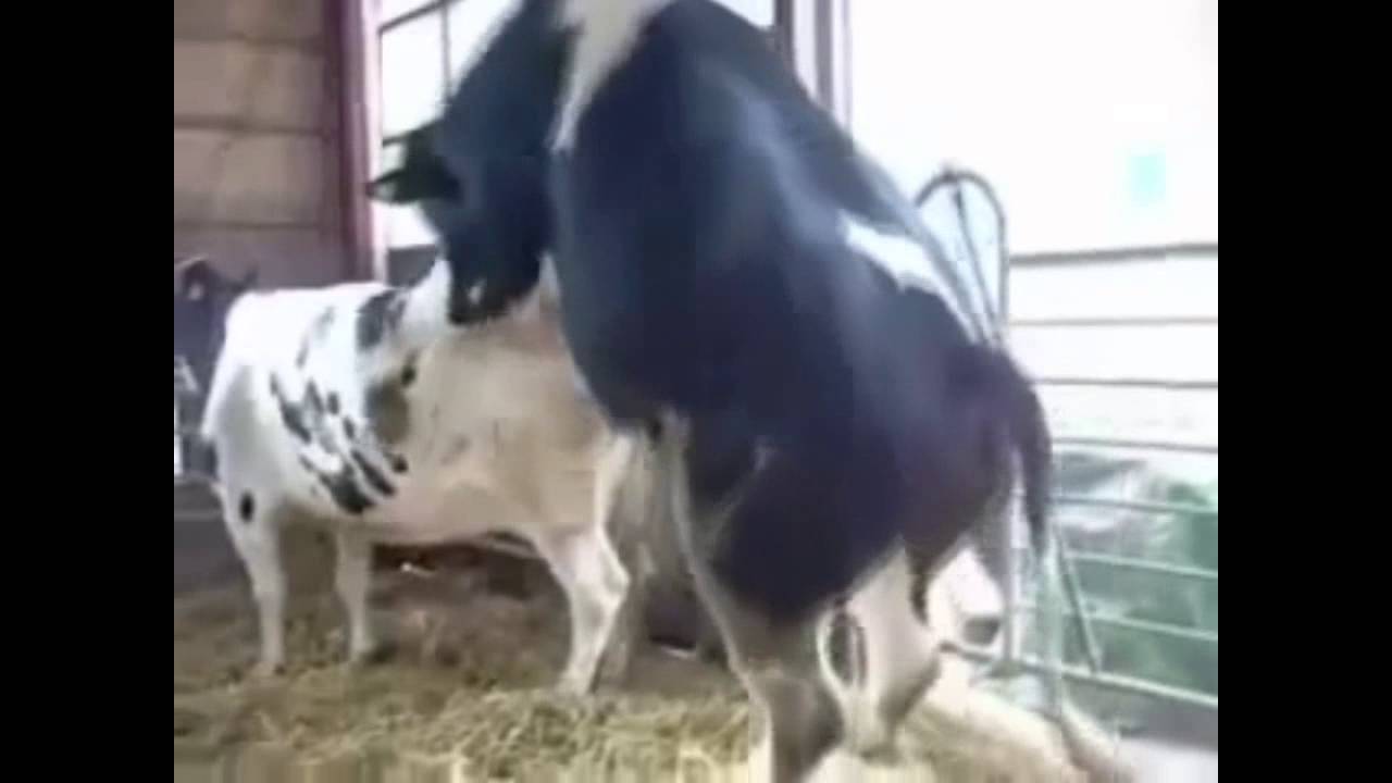 Girls fucked by cow - Sex photo