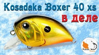 Kosadaka Boxer 40 XS