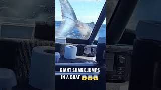 Giant Shark Jumps In A Boat In New Zealand 😱😱😱