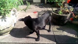 The Patterdale Terrier Puppy Peanut Er Prank - Part 2