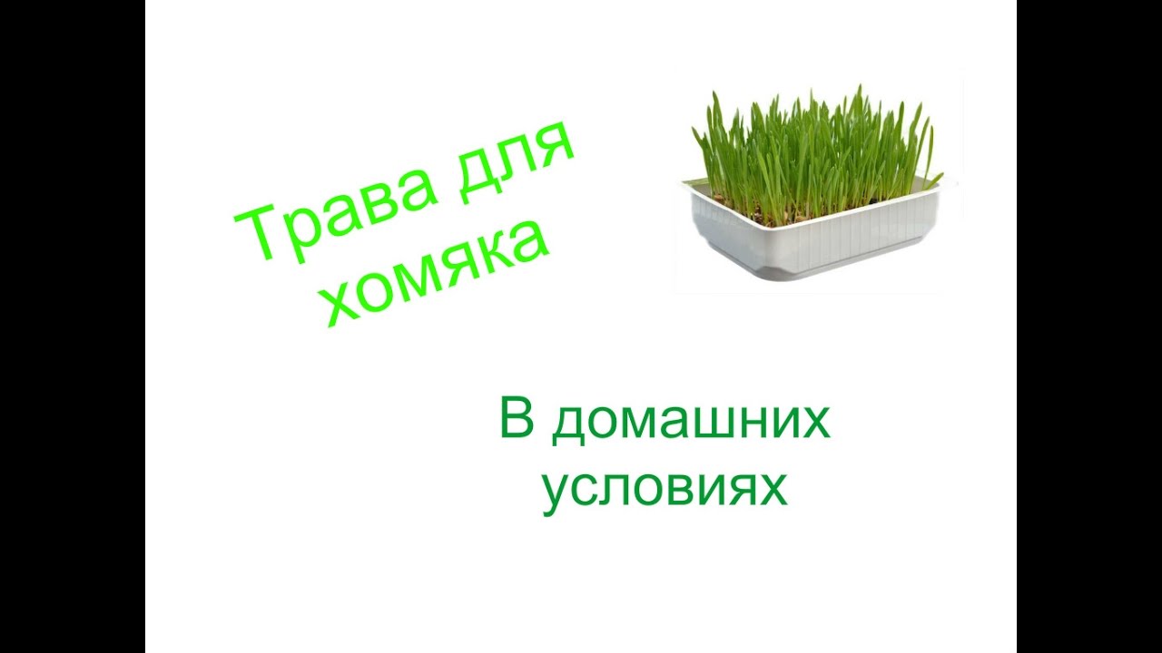 Как выращивать газон в домашних условиях 247