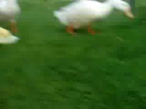 Attack ot the duck