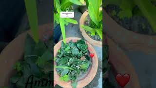 Alam U Alaikum Guys Gardeningflowersammi Ka Ghar