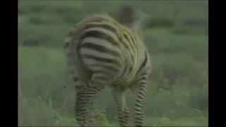 Animal Alphabet - Z Is For Zebra