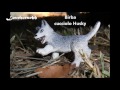 Scuderia Fantasy Eqini I Miei Altri Cavalli E Animali Schleich images Scuderia Fantasy Eqini I Miei Altri Cavalli E Animali Schleich