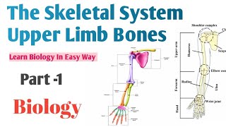 Human Skeletal System - Upper Limb Bones Cl11 Biology Part-1