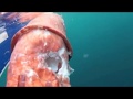 Inusual video de un tiburón comiéndose a un calamar gigante
