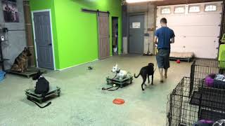 Short Training Session W 4 Dogs Working Obedience Commands Scottish Terrier, German Shepherd, Lab