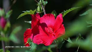 Les Jardins Des Martels - Le Club Des Sites Du Tarn