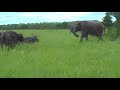buffalo