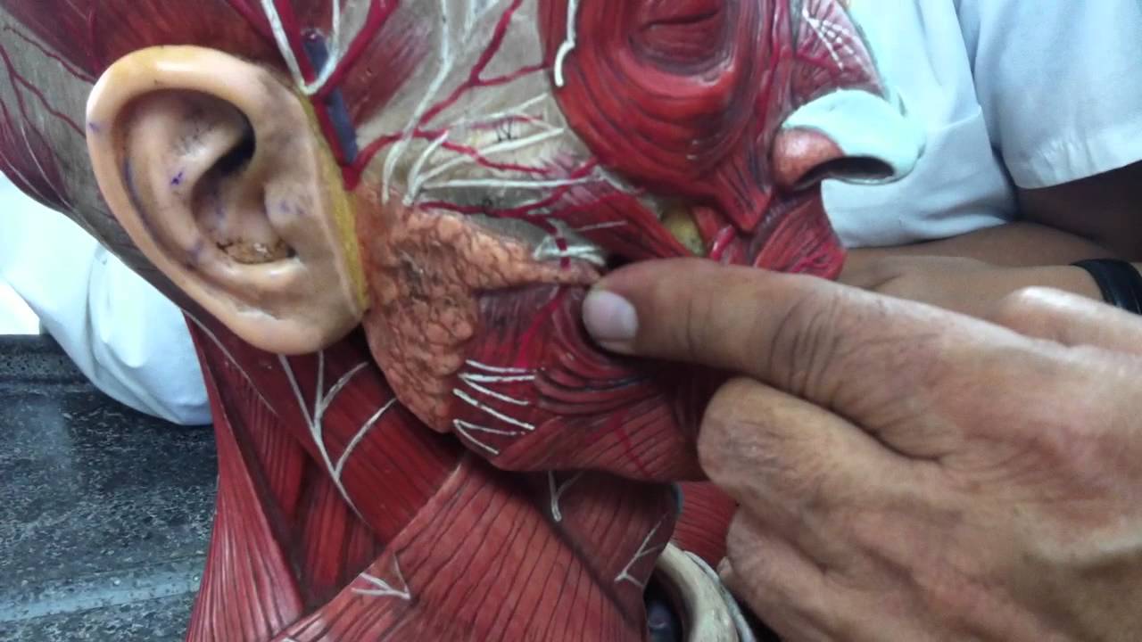 El dolor en los cuellos a la inspiración