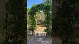 Thompson Gs G Vine Trellis Idea