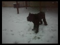 Zorro in the Snow.mp4