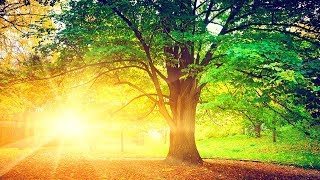 Relaxing Music, Reiki Healing Music, Meditation Music, Sleep Music, Calming Music, Zen Music, ☯1917