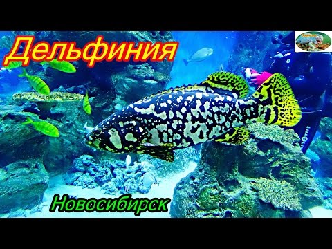 Выставка морски Выставка морски