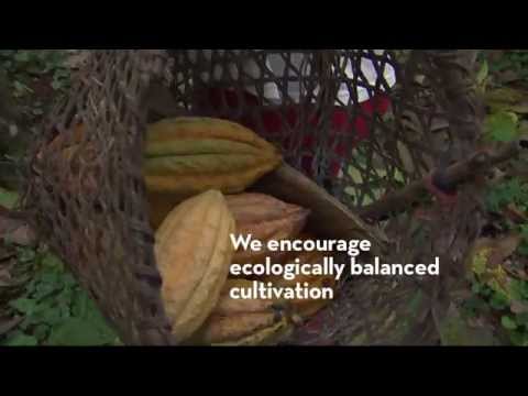 Felchlin Sustainable cacao production