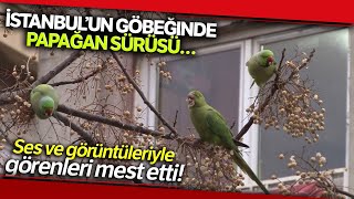 Kadıköy’de Görülen Yeşil Papağan Sürüsü Görenleri Şaşkına Çevirdi