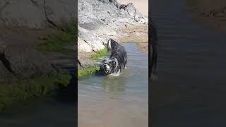 Dylan the water dog