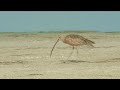 Long billed Curlew