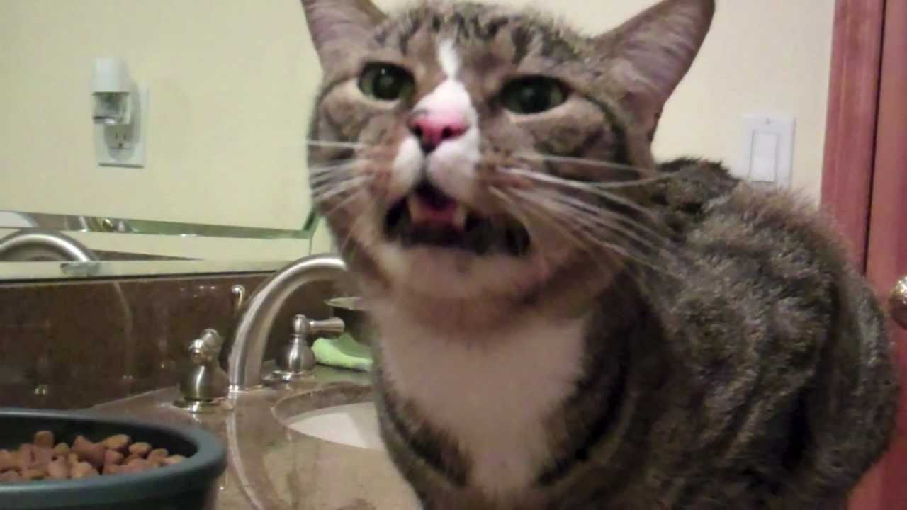 Crazy Sneezing Cat YouTube