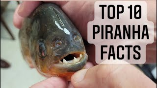 Top 10 Piranha Facts You Didn’t Know - Red Bellied Piranha, Black Piranha and Me