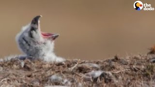 Owls Singing Opera