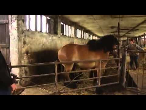 Pferd macht Salto Pferd macht Salto