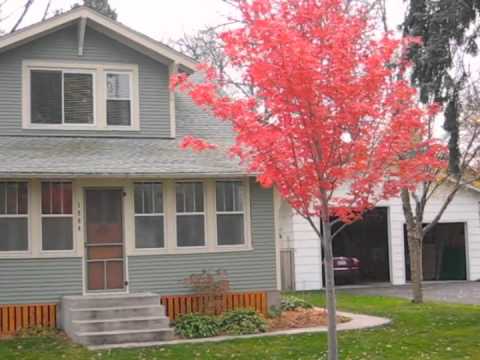 maple tree vs autumn blaze autumn blaze maple maple tree vs autumn blaze autumn blaze maple