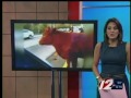 Cow Runs Loose on Jamestown Bridge