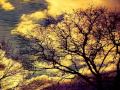 pantha du prince bohemian forest original mix