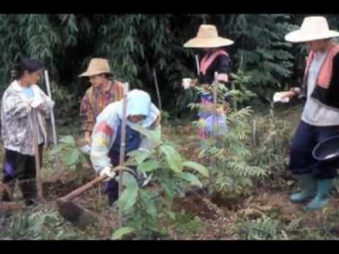 thailand farmers