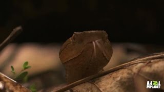 Mama Copperhead Snake Gives Birth To Slithery Babies